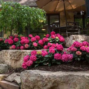 Endless Summer? Summer Crush? Bigleaf Hydrangea