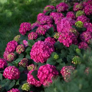 Endless Summer? Summer Crush? Bigleaf Hydrangea