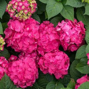 Endless Summer? Summer Crush? Bigleaf Hydrangea