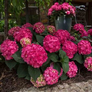 Endless Summer? Summer Crush? Bigleaf Hydrangea