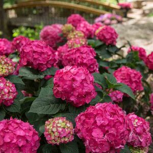 Endless Summer? Summer Crush? Bigleaf Hydrangea