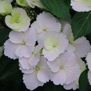 Fairytrail Bride? Cascade Hydrangea?
