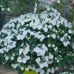 Fairytrail Bride? Cascade Hydrangea?