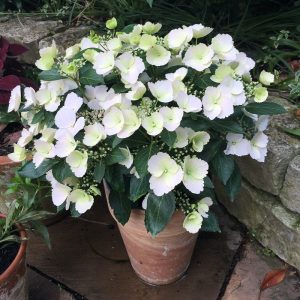 Fairytrail Bride? Cascade Hydrangea?