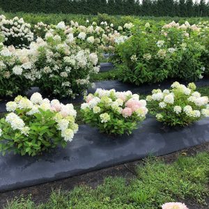 Fire Light Tidbit? Panicle Hydrangea