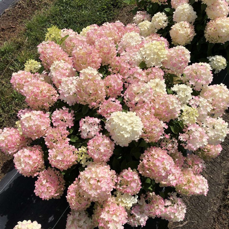 Fire Light Tidbit? Panicle Hydrangea