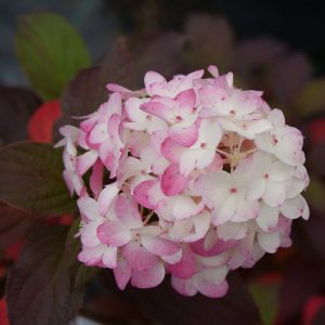 Fire Light Tidbit? Panicle Hydrangea