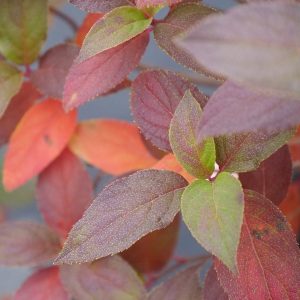 Fire Light Tidbit? Panicle Hydrangea
