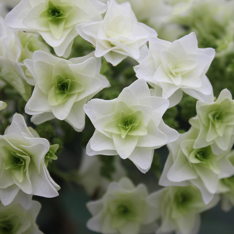 Gatsby Star? Oakleaf Hydrangea - DISCONTINUED