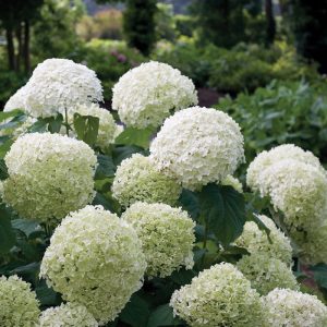 Incrediball? Smooth Hydrangea