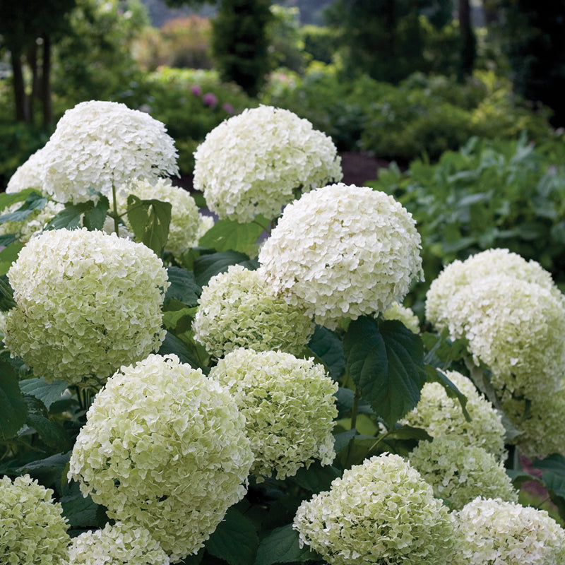 Incrediball? Smooth Hydrangea