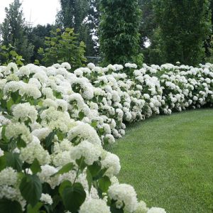 Incrediball? Smooth Hydrangea