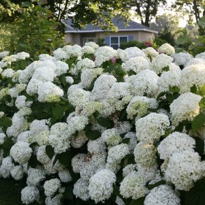 Incrediball? Smooth Hydrangea