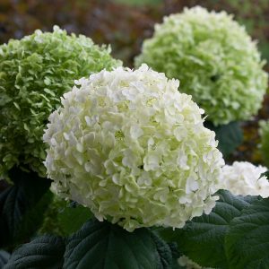 Incrediball? Smooth Hydrangea