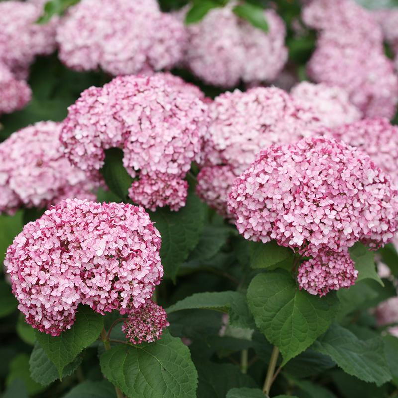Incrediball? Blush Smooth Hydrangea