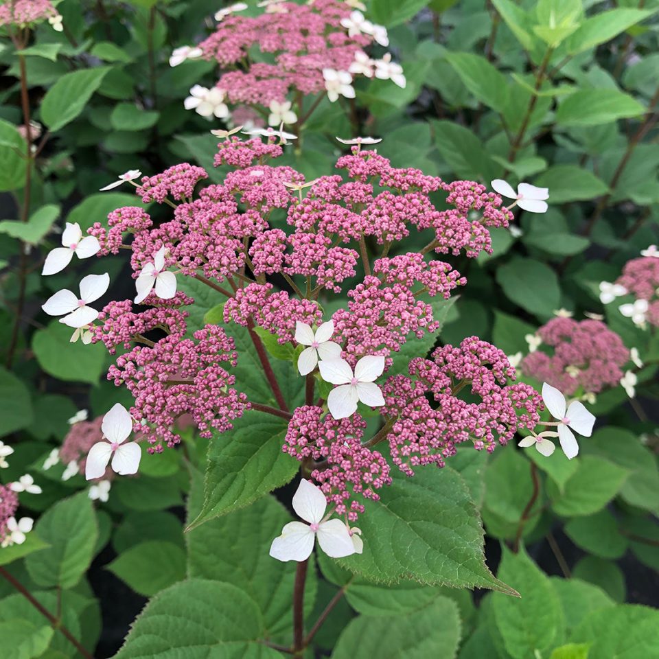 Invincibelle Lace? Smooth Hydrangea