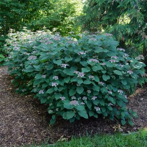 Invincibelle Lace? Smooth Hydrangea