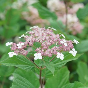 Invincibelle Lace? Smooth Hydrangea