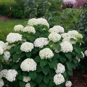 Invincibelle Limetta? Smooth Hydrangea