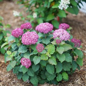 Invincibelle Mini Mauvette? Smooth Hydrangea