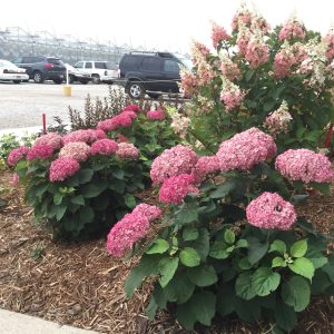 Invincibelle Mini Mauvette? Smooth Hydrangea
