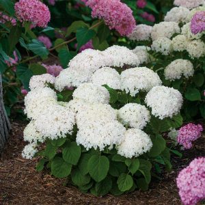 Invincibelle Wee White? Smooth Hydrangea