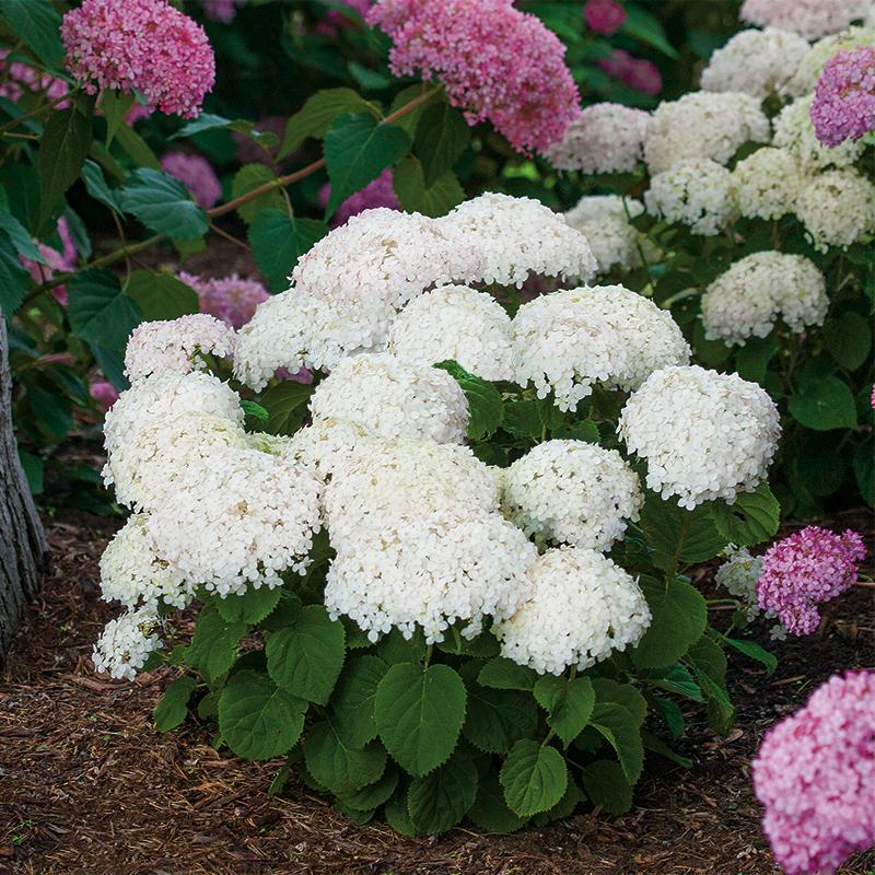 Invincibelle Wee White? Smooth Hydrangea