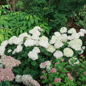 Invincibelle Wee White? Smooth Hydrangea