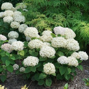 Invincibelle Wee White? Smooth Hydrangea