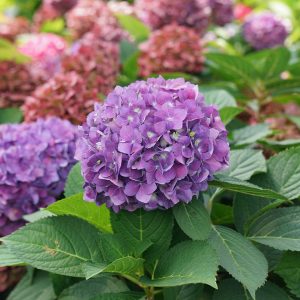 Let’s Dance ?Arriba!? Bigleaf Hydrangea