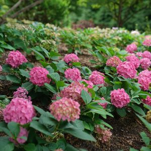 Let’s Dance ?Arriba!? Bigleaf Hydrangea