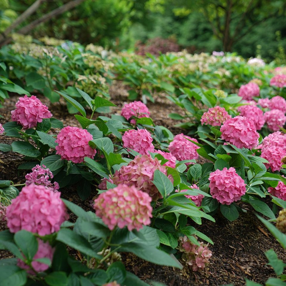 Let's Dance ?Arriba!? Bigleaf Hydrangea