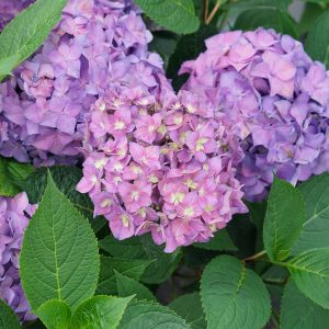 Let’s Dance ?Arriba!? Bigleaf Hydrangea