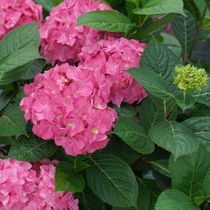 Let’s Dance ?Arriba!? Bigleaf Hydrangea