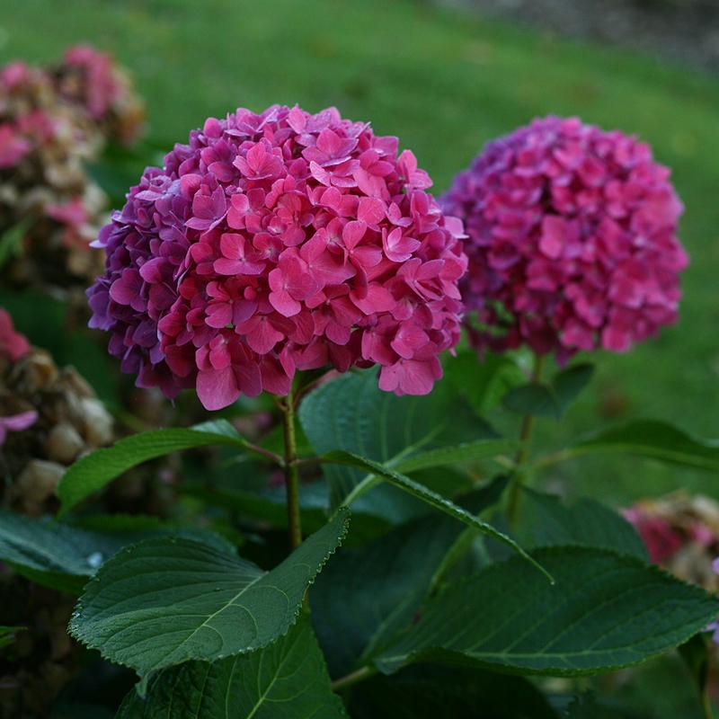Let's Dance? Rave? Bigleaf Hydrangea - DISCONTINUED