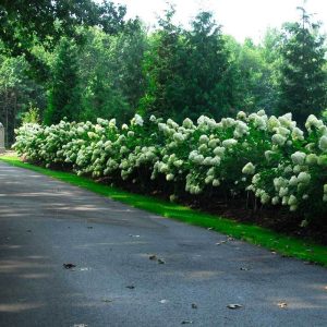‘Limelight’ Panicle Hydrangea