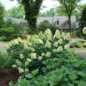 Limelight Prime? Panicle Hydrangea