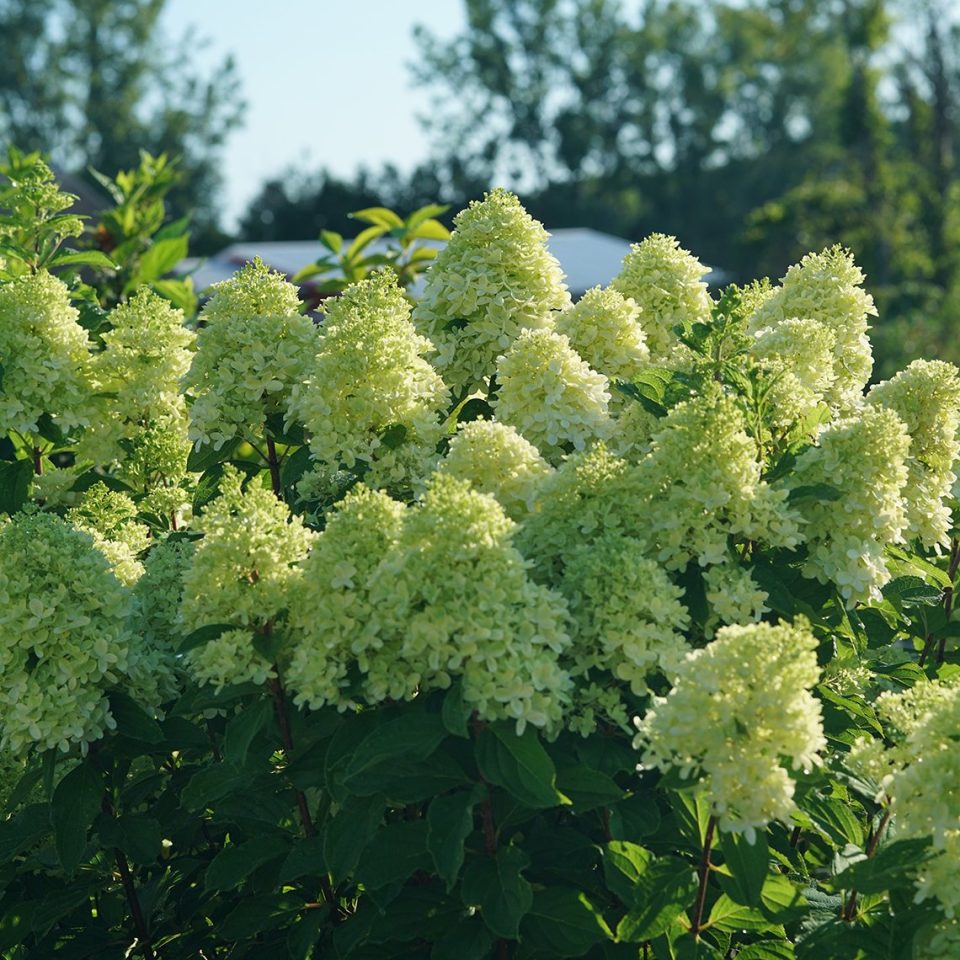 Limelight Prime? Panicle Hydrangea