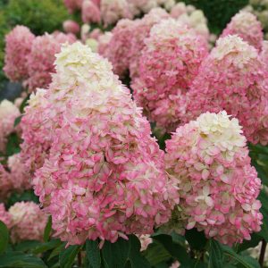 Limelight Prime? Panicle Hydrangea