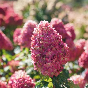 Limelight Prime? Panicle Hydrangea