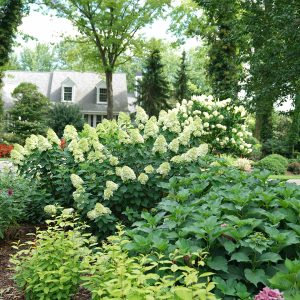 Limelight Prime? Panicle Hydrangea