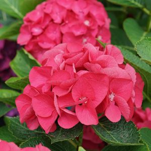 Wee Bit Giddy? Bigleaf Hydrangea