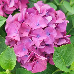 Wee Bit Giddy? Bigleaf Hydrangea