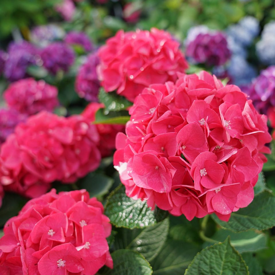Wee Bit Giddy? Bigleaf Hydrangea
