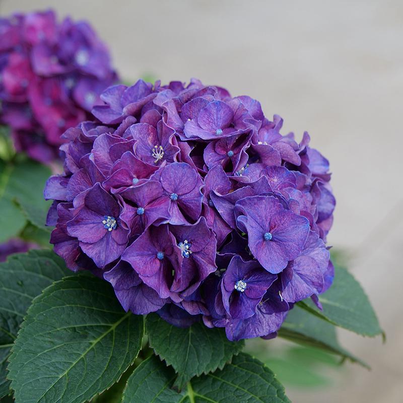 Wee Bit Grumpy? Bigleaf Hydrangea