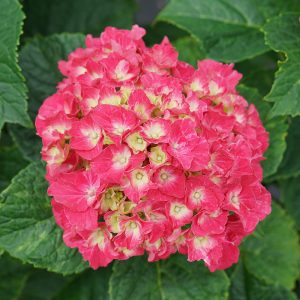 Wee Bit Grumpy? Bigleaf Hydrangea