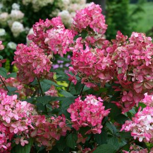 Fire Light? Panicle Hydrangea
