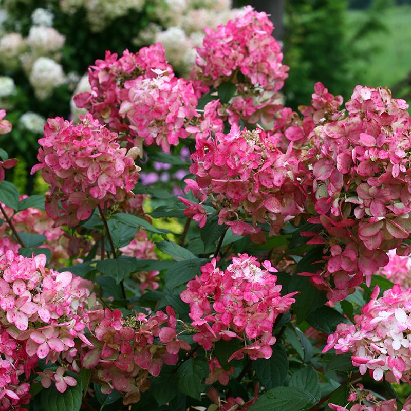 Fire Light? Panicle Hydrangea