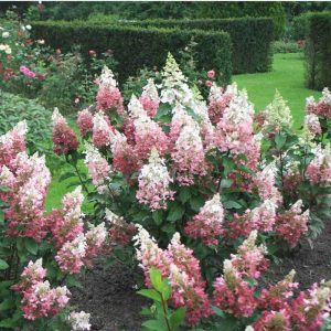 Pinky Winky? Panicle Hydrangea