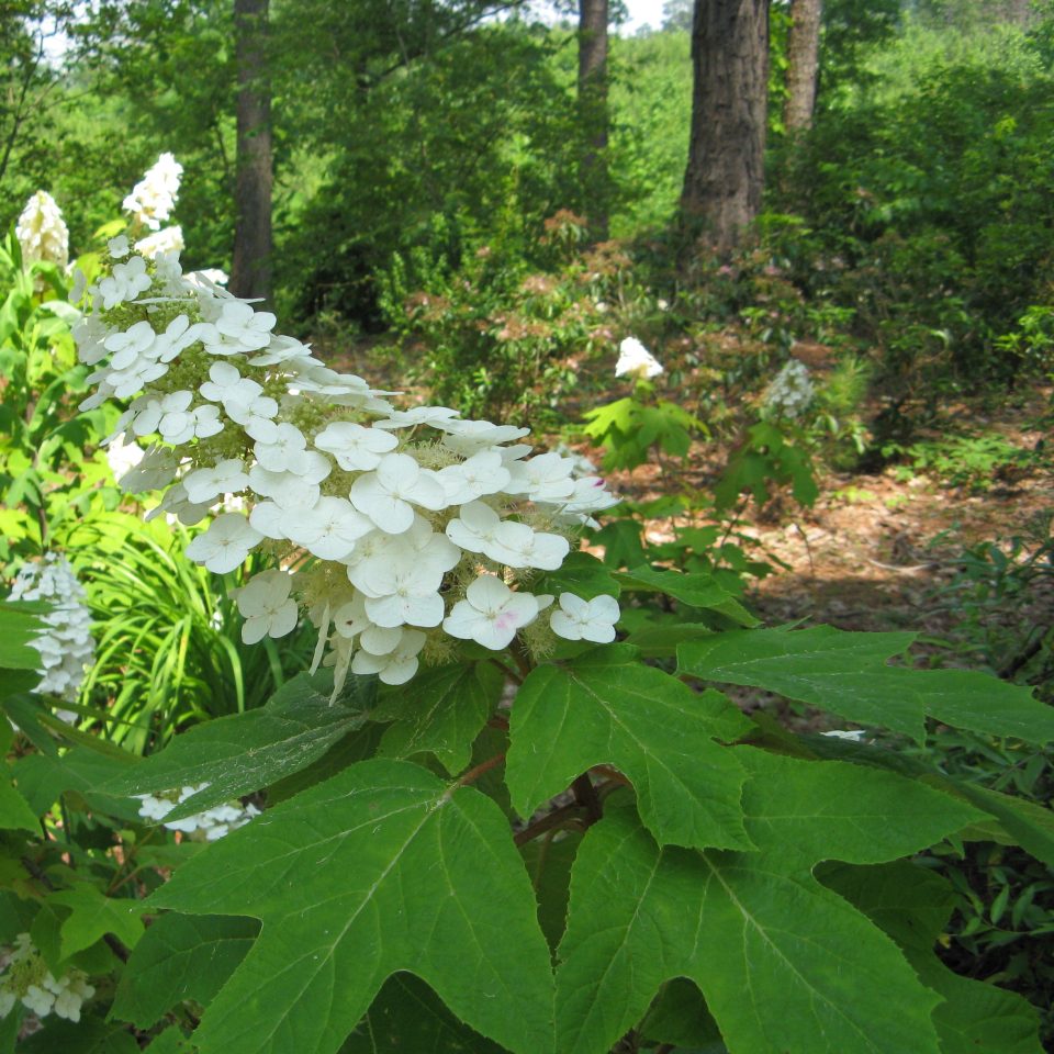 'Alice' Oakleaf Hydrangea - DISCONTINUED